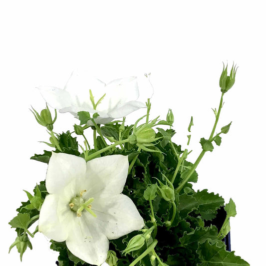 Campanula, 9cm, Rapido White - Floral Acres Greenhouse & Garden Centre