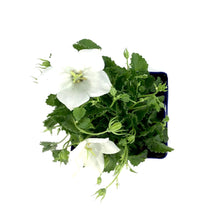 Load image into Gallery viewer, Campanula, 9cm, Rapido White - Floral Acres Greenhouse &amp; Garden Centre
