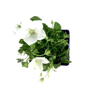 Campanula, 9cm, Rapido White - Floral Acres Greenhouse & Garden Centre