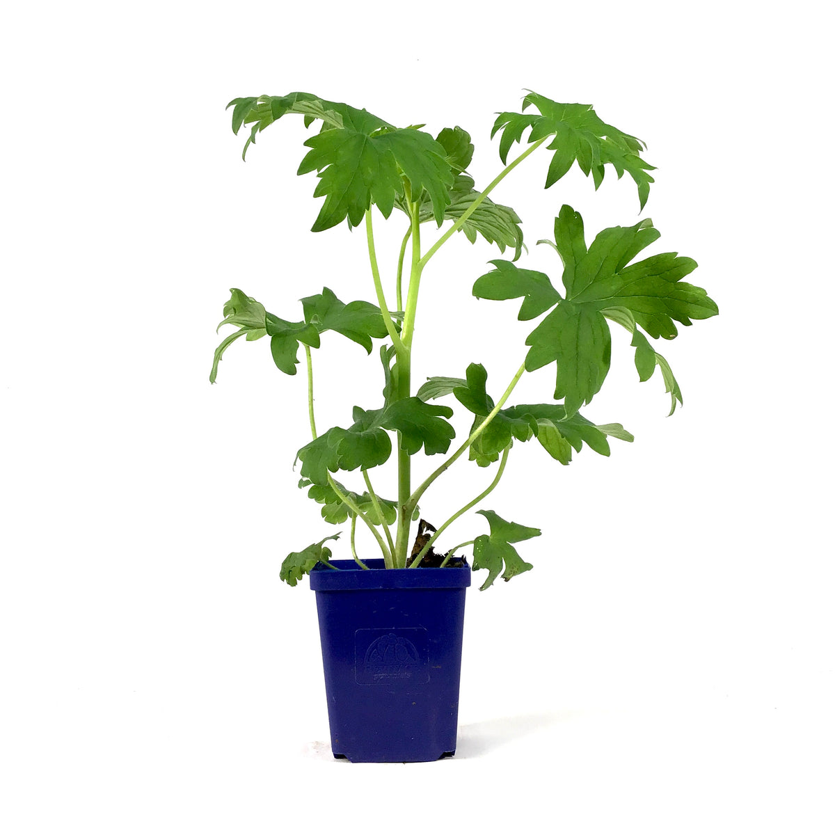 Delphinium, 9cm, Guardian Blue - Floral Acres Greenhouse & Garden Centre