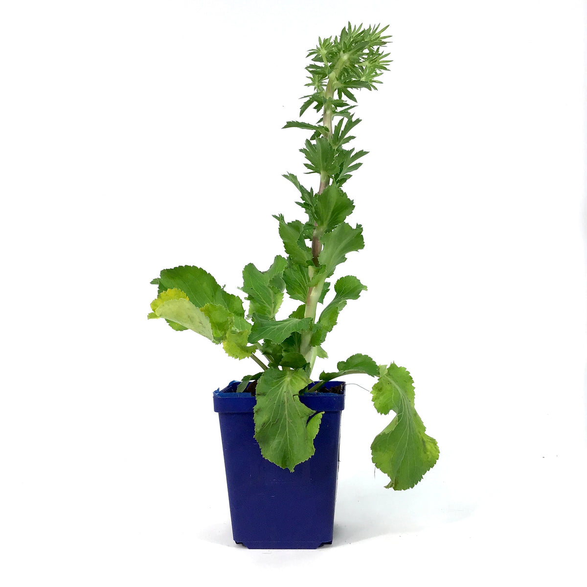 Eryngium, 9cm, Blue Hobbit Sea Holly - Floral Acres Greenhouse & Garden Centre