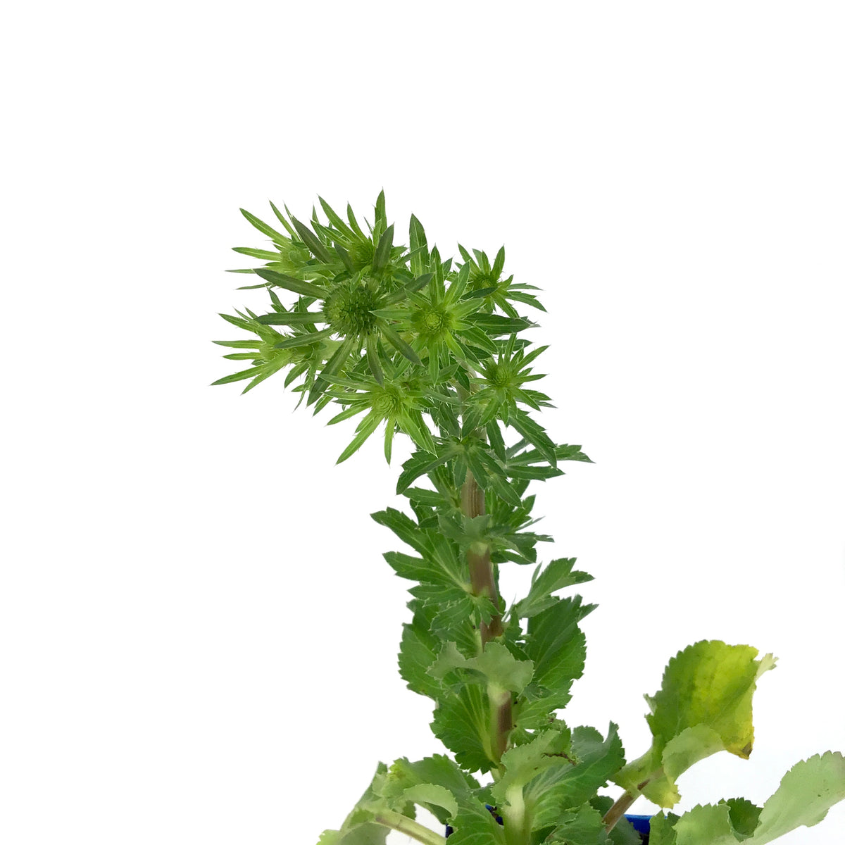Eryngium, 9cm, Blue Hobbit Sea Holly - Floral Acres Greenhouse & Garden Centre