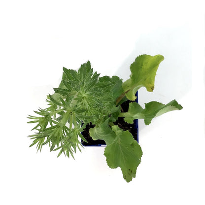 Eryngium, 9cm, Blue Hobbit Sea Holly - Floral Acres Greenhouse & Garden Centre