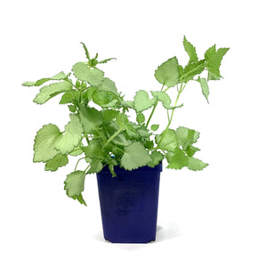 Lamium, 9cm, Ghost