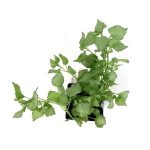 Lamium, 9cm, Ghost