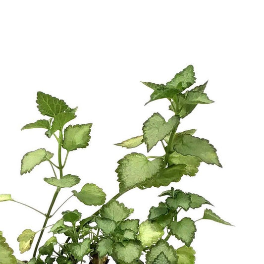 Lamium, 9cm, Orchid Frost - Floral Acres Greenhouse & Garden Centre
