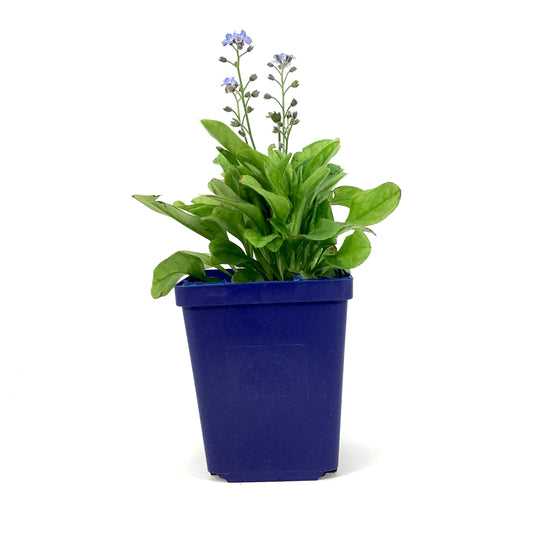Myosotis, 9cm, Mon Amie Blue Forget-Me-Not - Floral Acres Greenhouse & Garden Centre