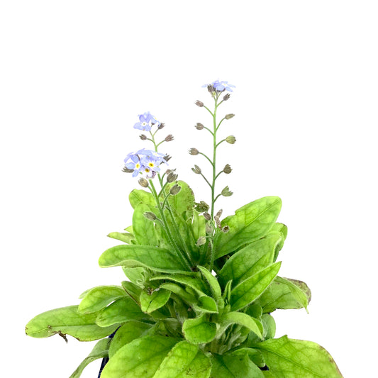 Myosotis, 9cm, Mon Amie Blue Forget-Me-Not - Floral Acres Greenhouse & Garden Centre