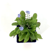 Load image into Gallery viewer, Myosotis, 9cm, Mon Amie Blue Forget-Me-Not - Floral Acres Greenhouse &amp; Garden Centre
