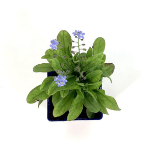 Myosotis, 9cm, Mon Amie Blue Forget-Me-Not - Floral Acres Greenhouse & Garden Centre