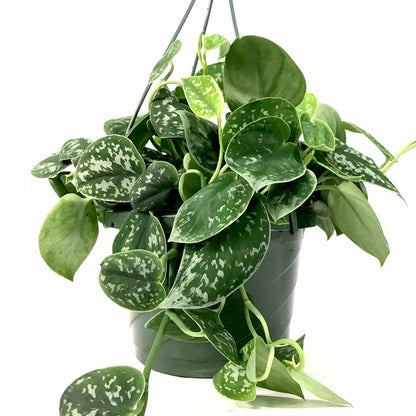 Scindapsus, 7.5in HB, Silvery Anne - Floral Acres Greenhouse & Garden Centre