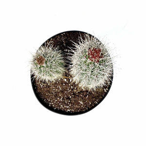 Cactus, 8in, Trichocereus grandiflorus 'Torch' - Floral Acres Greenhouse & Garden Centre