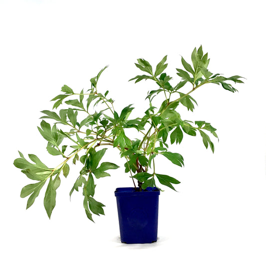 Peony, 15cm, Assorted Colours - Floral Acres Greenhouse & Garden Centre