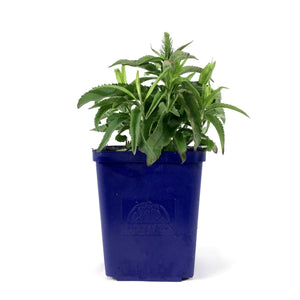 Veronica, 11cm, Vernique® Blue - Floral Acres Greenhouse & Garden Centre