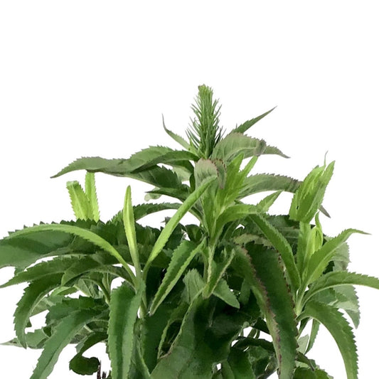 Veronica, 11cm, Vernique® Blue - Floral Acres Greenhouse & Garden Centre