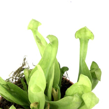 Load image into Gallery viewer, Sarracenia, 2.5in, Psittacina - Floral Acres Greenhouse &amp; Garden Centre
