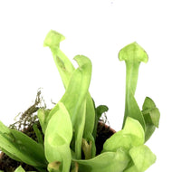 Sarracenia, 2.5in, Psittacina - Floral Acres Greenhouse & Garden Centre