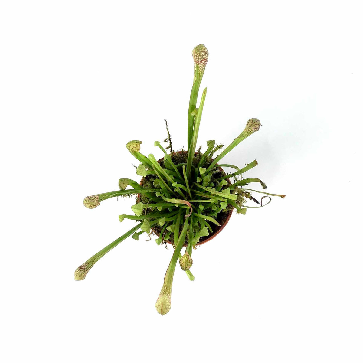 Sarracenia, 2.5in, Scarlet Belle - Floral Acres Greenhouse & Garden Centre