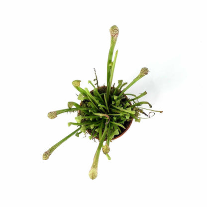 Sarracenia, 2.5in, Scarlet Belle - Floral Acres Greenhouse & Garden Centre