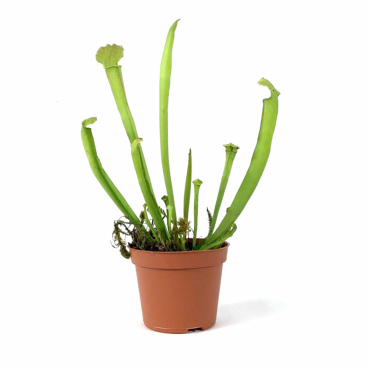 Sarracenia, 2.5in, Alata - Floral Acres Greenhouse & Garden Centre