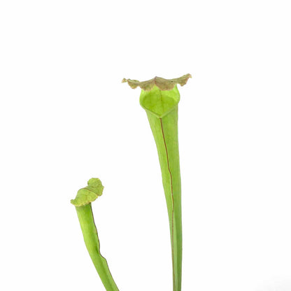 Sarracenia, 2.5in, Alata - Floral Acres Greenhouse & Garden Centre