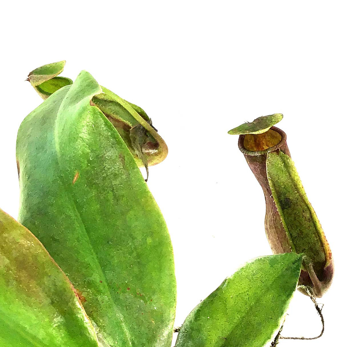 Nepenthes, 2.5in, St. Gaya