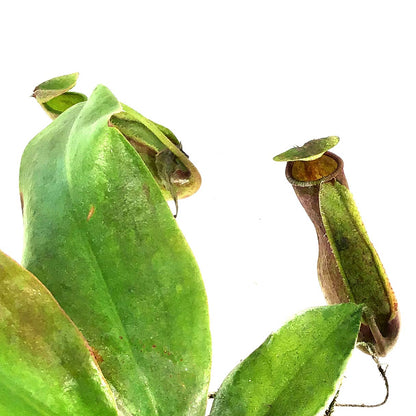 Nepenthes, 2.5in, St. Gaya