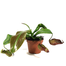 Load image into Gallery viewer, Nepenthes, 2.5in, St. Gaya
