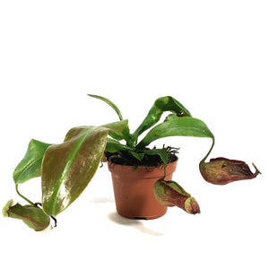 Nepenthes, 2.5in, St. Gaya