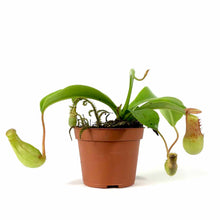 Load image into Gallery viewer, Nepenthes, 2.5in, Ventrata - Floral Acres Greenhouse &amp; Garden Centre
