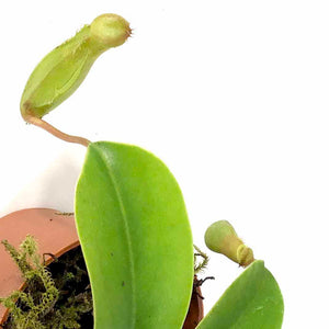 Nepenthes, 2.5in, Ventrata - Floral Acres Greenhouse & Garden Centre