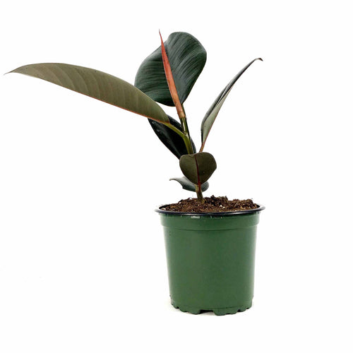 Ficus, 4in, Burgundy - Floral Acres Greenhouse & Garden Centre