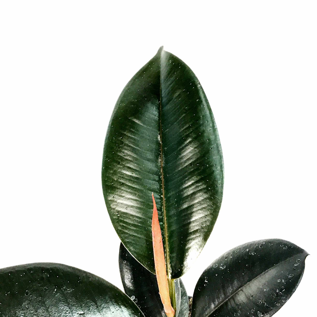 Ficus, 4in, Burgundy - Floral Acres Greenhouse & Garden Centre