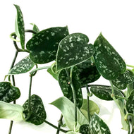 Scindapsus, 6in HB, Argyraeus
