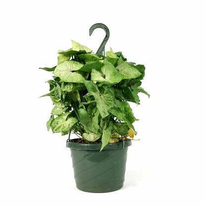Syngonium, 8in HB, Creamsicle - Floral Acres Greenhouse & Garden Centre