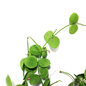 Dischidia, 6in HB, Platyphylla