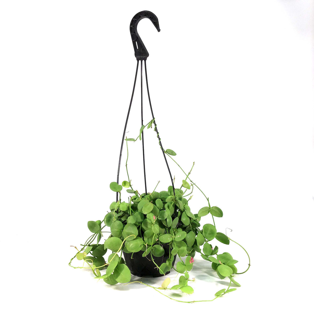 Dischidia, 6in HB, Platyphylla