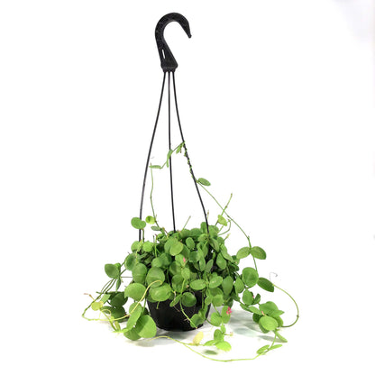 Dischidia, 6in HB, Platyphylla