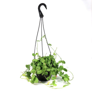 Dischidia, 6in HB, Platyphylla