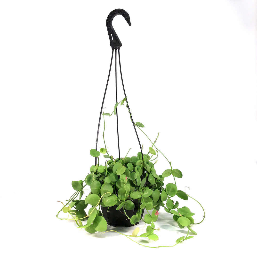 Dischidia, 6in HB, Platyphylla