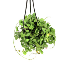 Load image into Gallery viewer, Dischidia, 6in HB, Platyphylla
