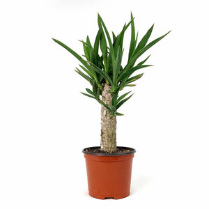 Yucca, 6in, Cane - Floral Acres Greenhouse & Garden Centre