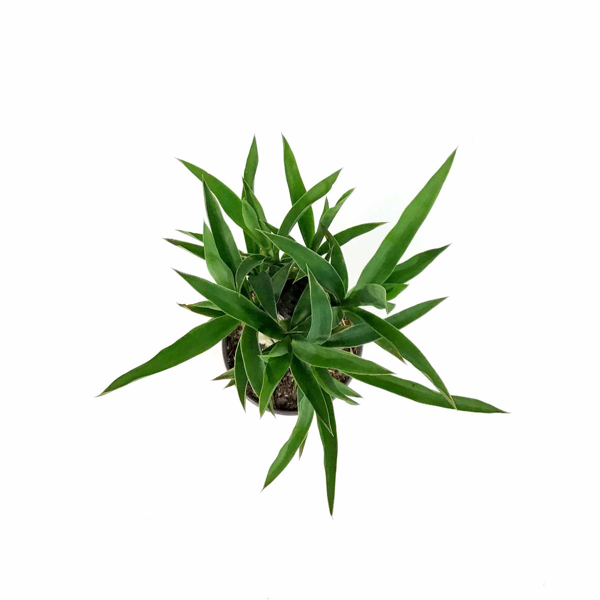 Yucca, 6in, Cane - Floral Acres Greenhouse & Garden Centre