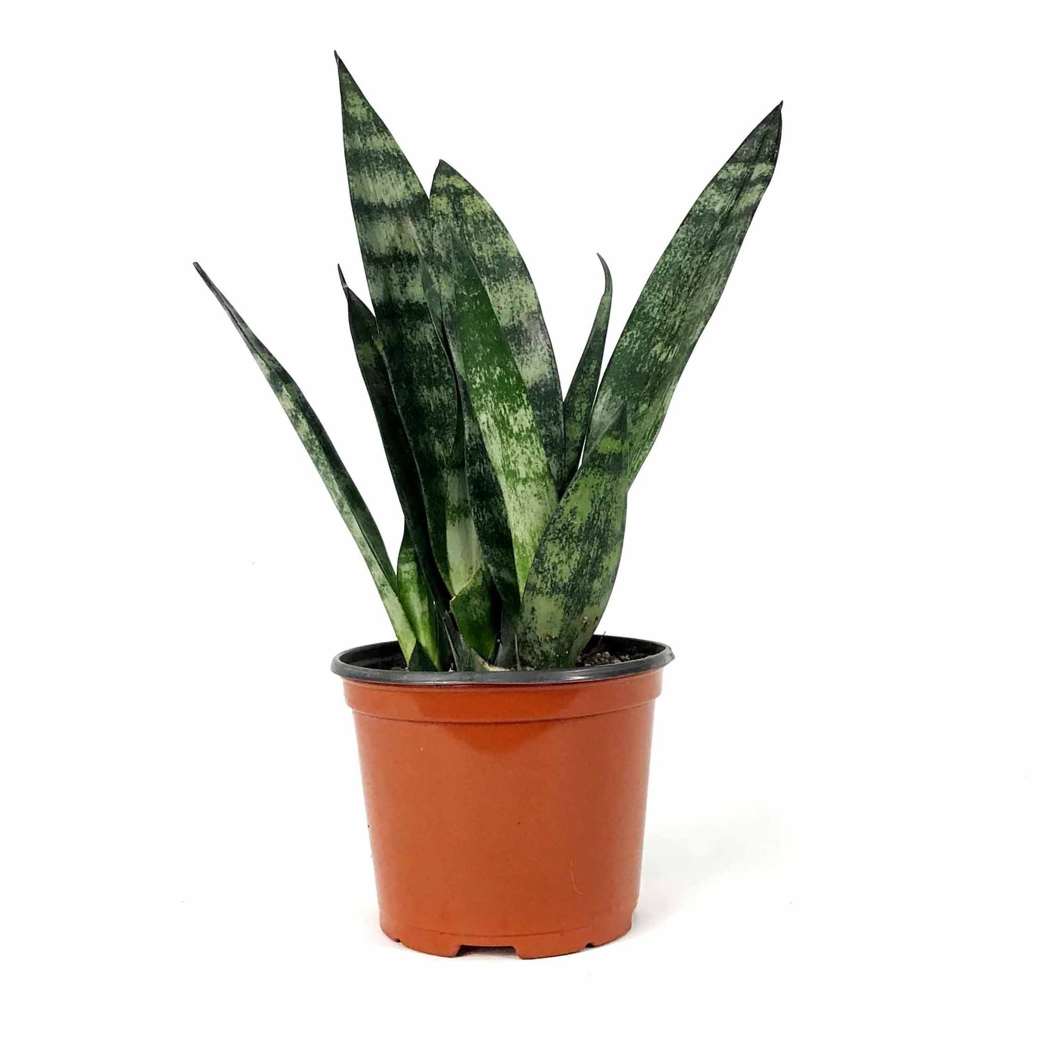 snake plant frozen Sansevieria, 6in, Frozen – Floral Acres Greenhouse & Garden Centre