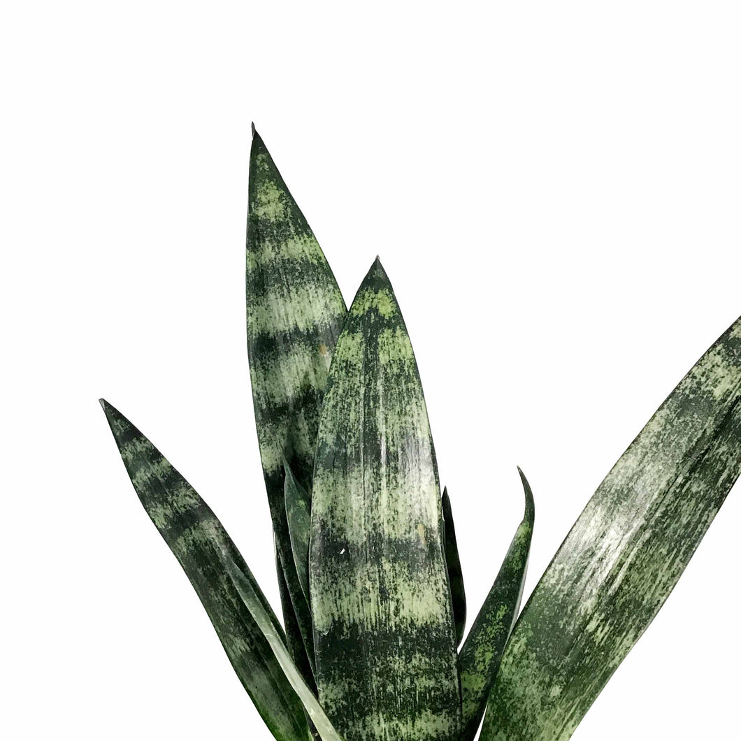 snake plant frozen Sansevieria, 6in, Frozen – Floral Acres Greenhouse & Garden Centre
