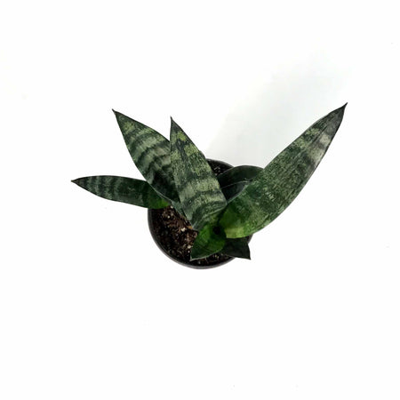 Sansevieria, 6in, Frozen - Floral Acres Greenhouse & Garden Centre