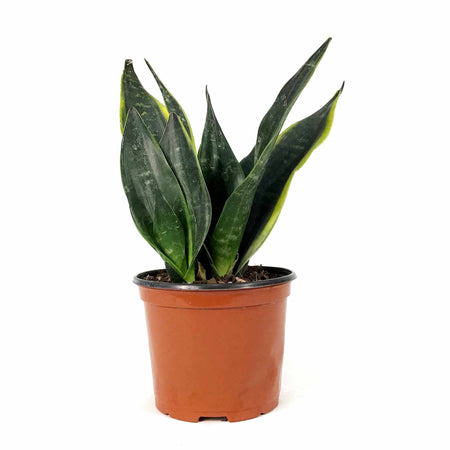 Sansevieria, 6in, Black Moon - Floral Acres Greenhouse & Garden Centre