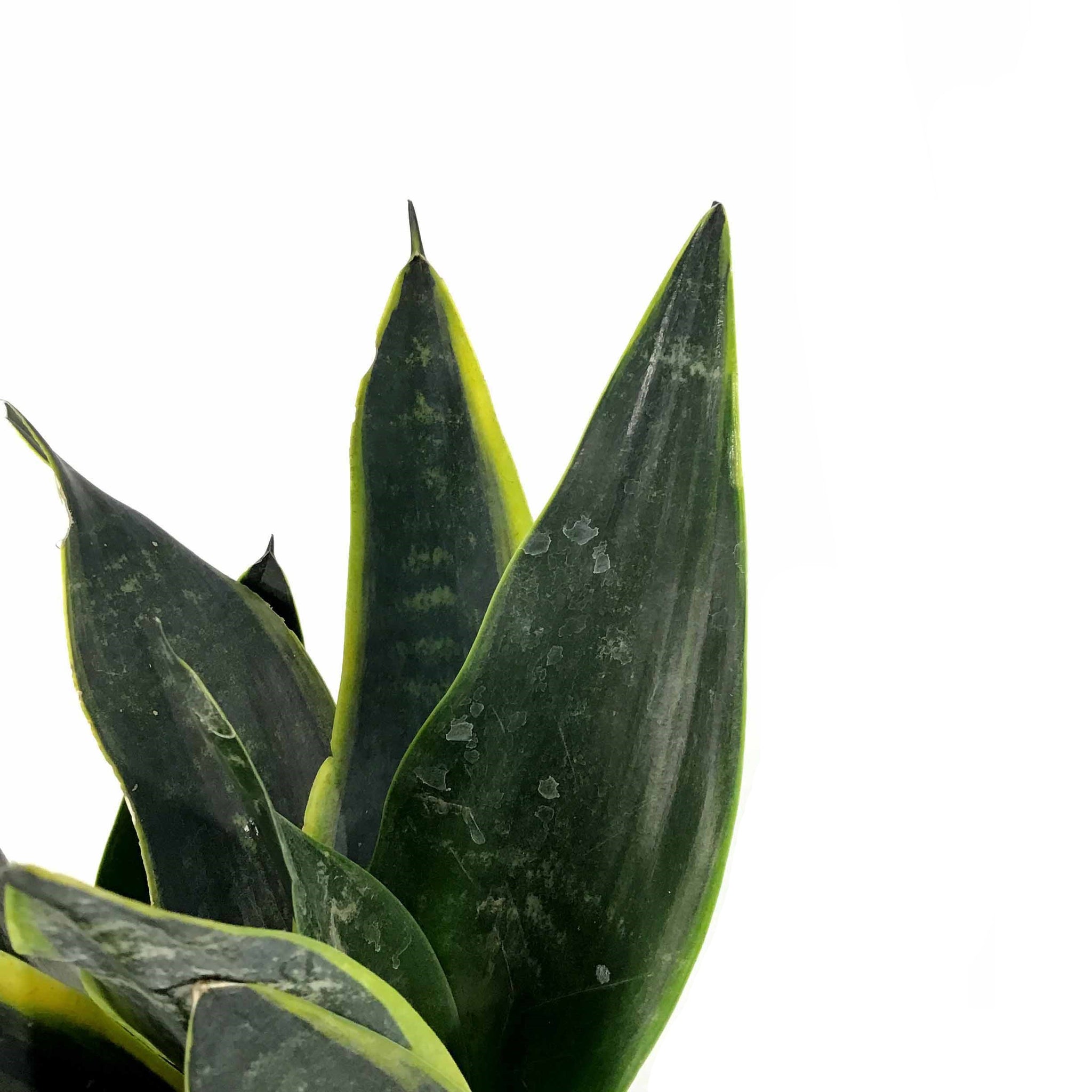 moon snake plant Sansevieria, 6in, Black Moon – Floral Acres Greenhouse & Garden Centre