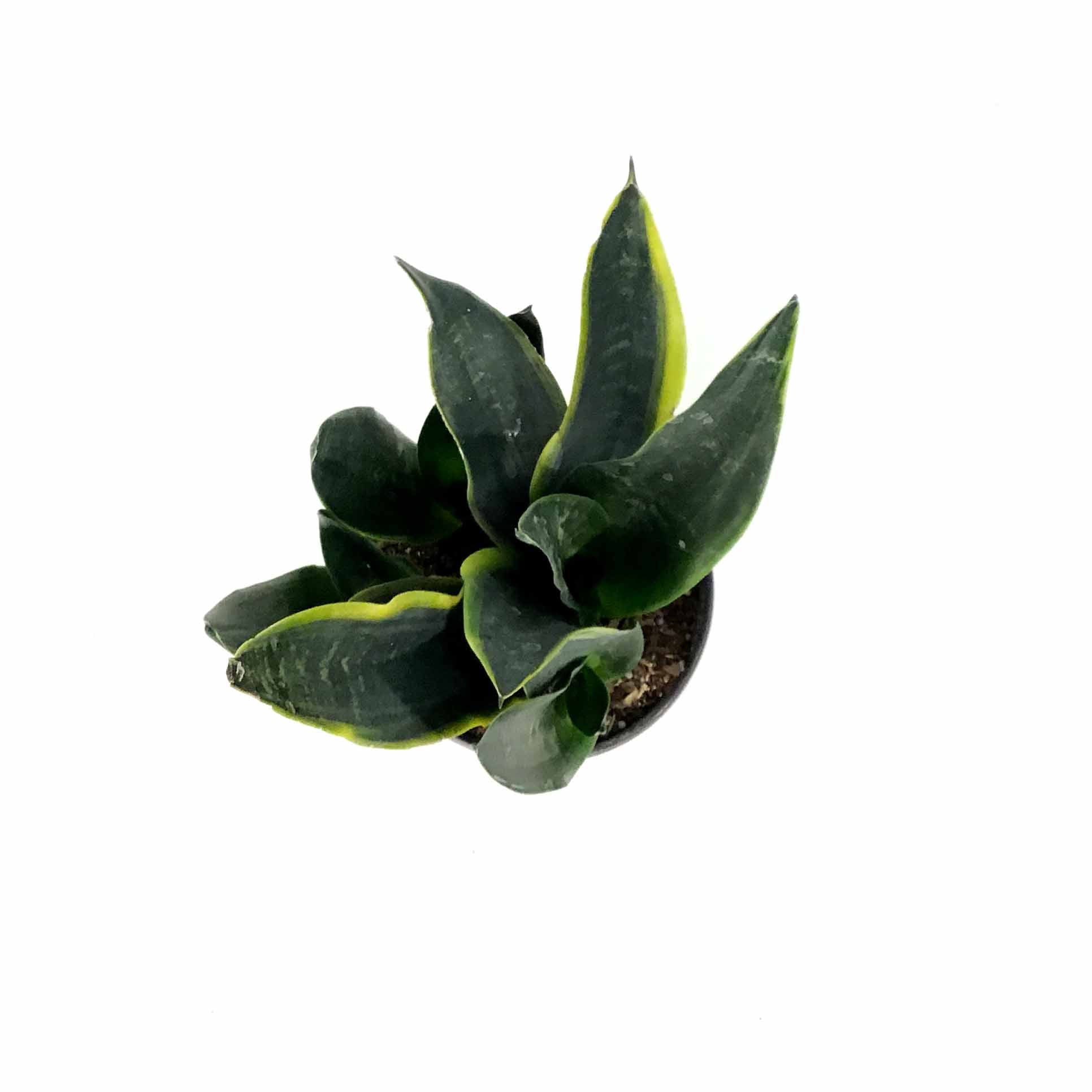 Sansevieria, 6in, Black Moon – Floral Acres Greenhouse & Garden Centre