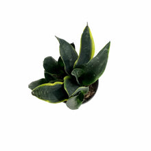 Load image into Gallery viewer, Sansevieria, 6in, Black Moon - Floral Acres Greenhouse &amp; Garden Centre
